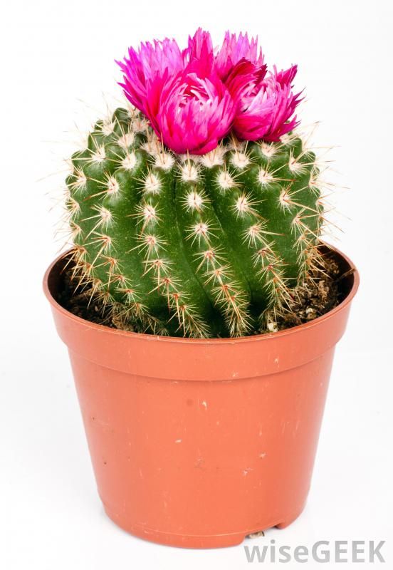 Pin Cushion Cactus( Mammillaria Cactus / Nipple Cactus )